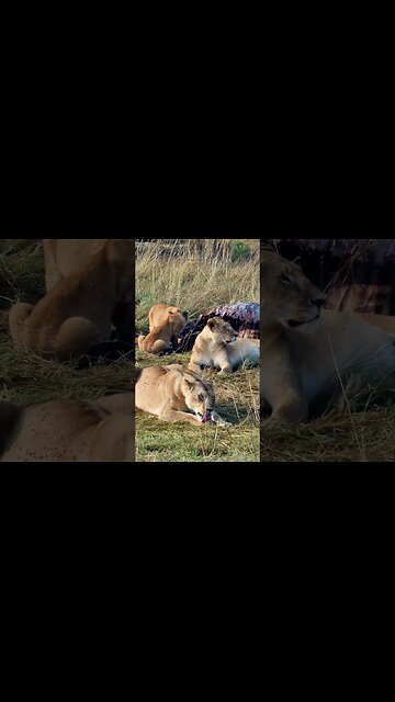 At The Dining Table #Wildlife | #ShortsAfrica | HolidaysWithShorts