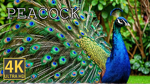 The Peacock in 4K HDR 60 fps (FUHD) Dolby Vision