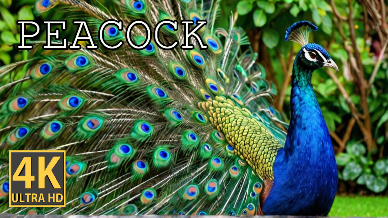 The Peacock in 4K HDR 60 fps (FUHD) Dolby Vision