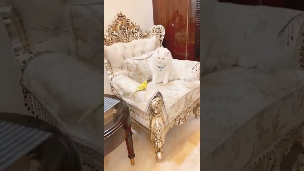 Cat Videos Cat cute cat and Parrot #shorts #cat #reels #funny