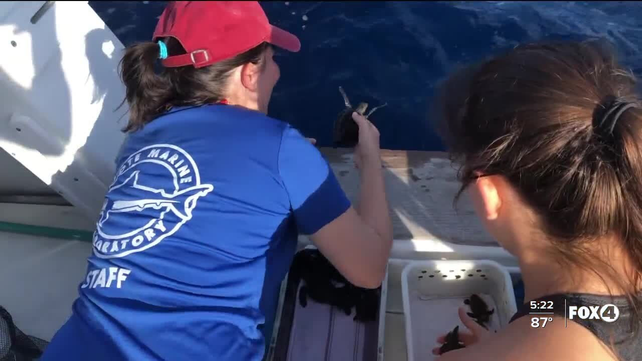 Sea turtles released into the Gulf