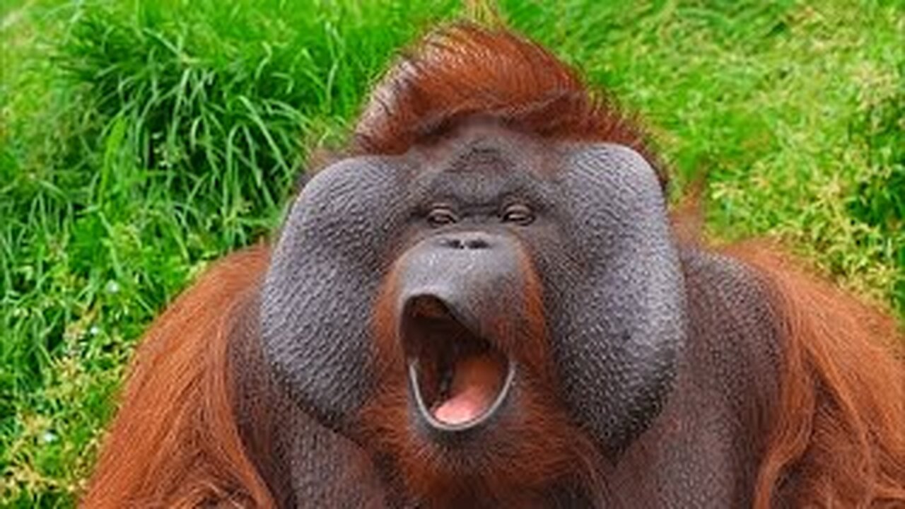 FUNNY Apes Around the World 😂 | Wild Animals