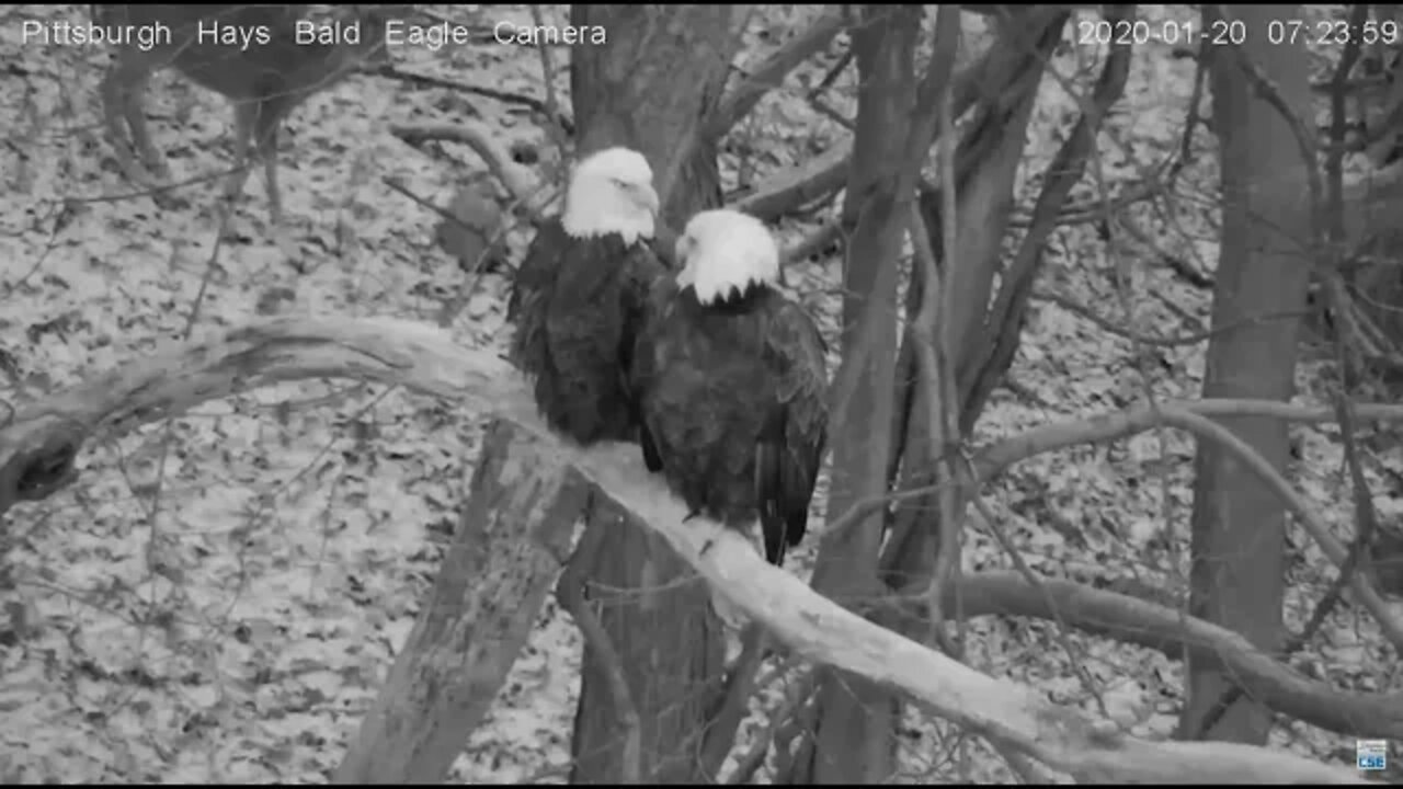 Hays Eagles nest Deer strolls by below 1202020