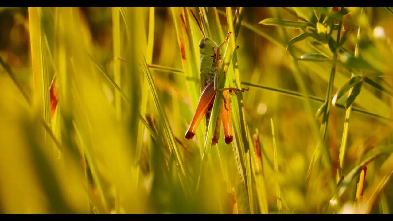 Grasshopper sitting on the grass, an interesting perspective macro