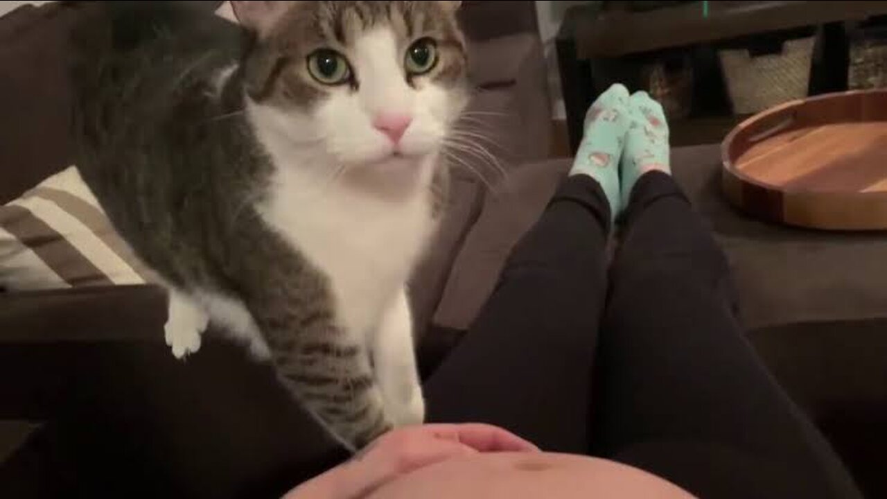 Sweet cat just realized it's owner is pregnant