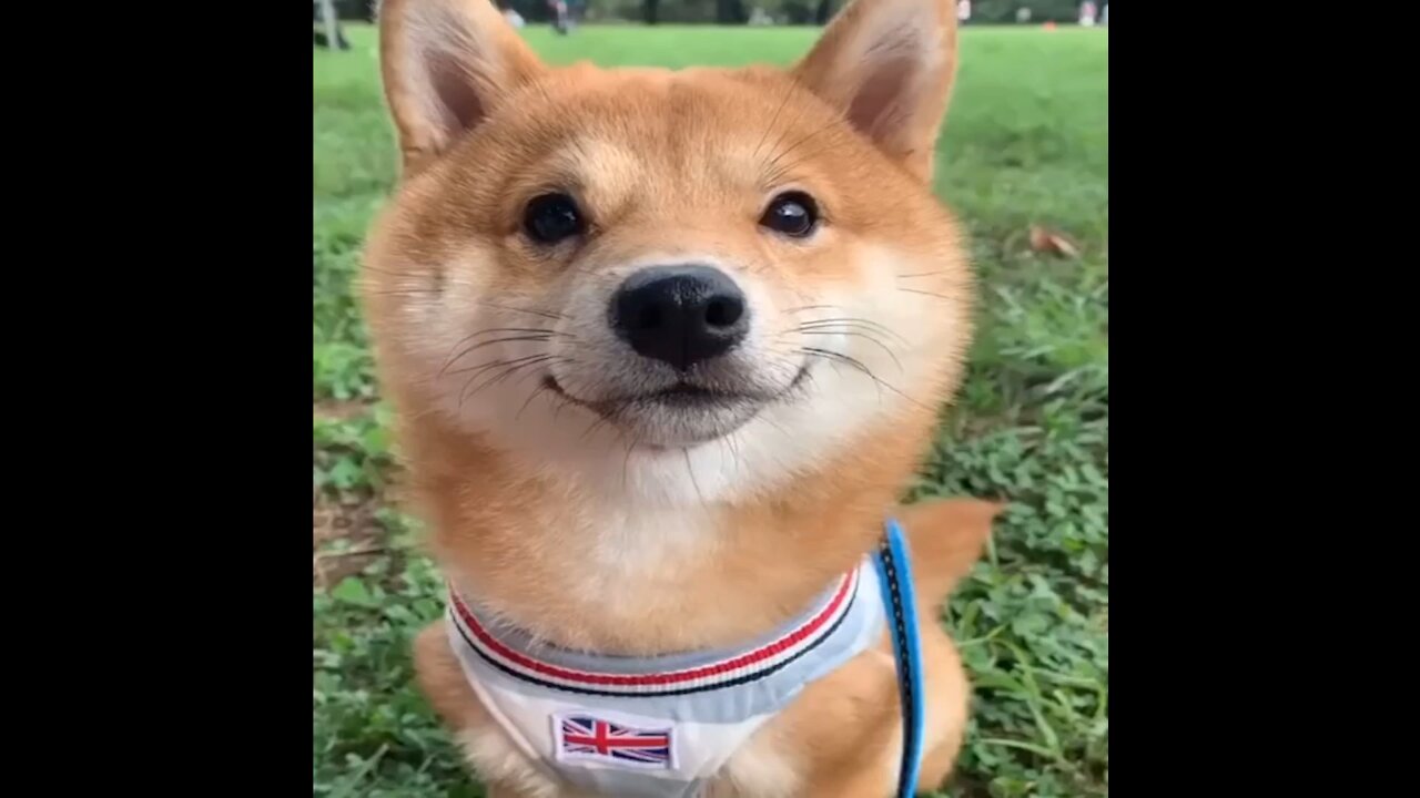 Super Funny Dog Videos 🔴 Best Funny Baby Dogs 2021 #3 | Aww Baby Dogs