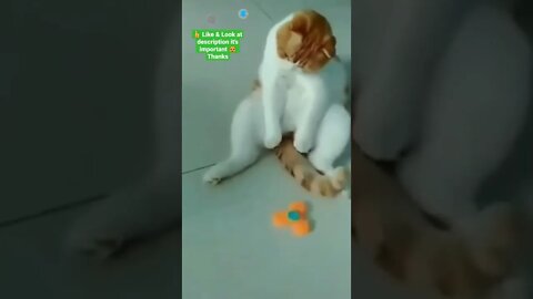 cute cat videos 😹 funny videos 😂 1145 😻 #shorts