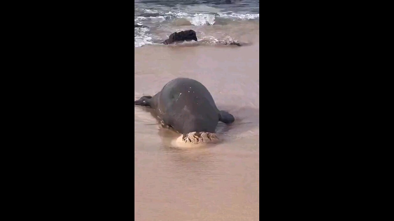 funny videos