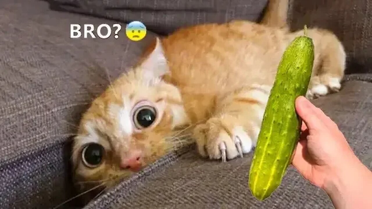 "Pawsitively Hilarious:🤣 The Best Funny Animal Videos of 2023"🙀😍