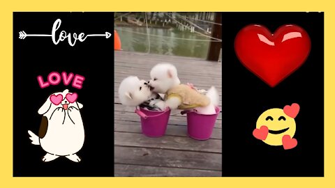 two cuteness in cups