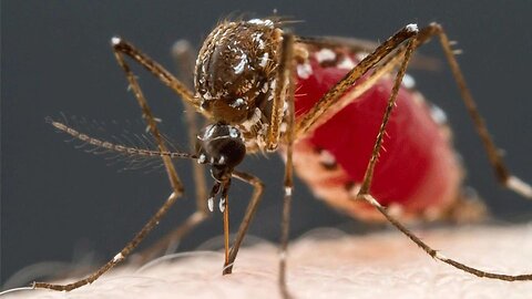 Only female mosquitoes bite us