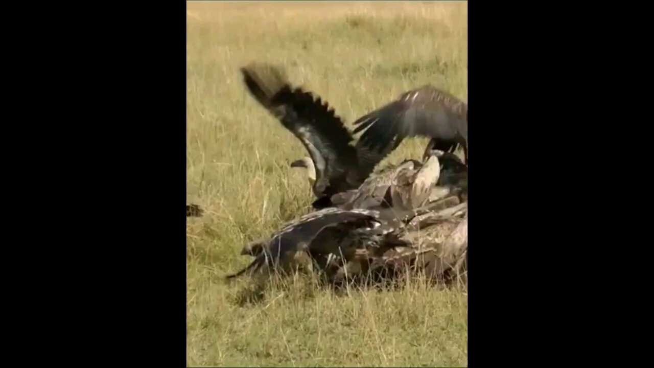 Lion Attacks Birds