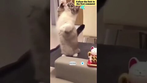 cute cat videos 😹 funny videos 😂 664 😻 #shorts #shortsfunny #cutecat #catvideos #catsfood #catscare