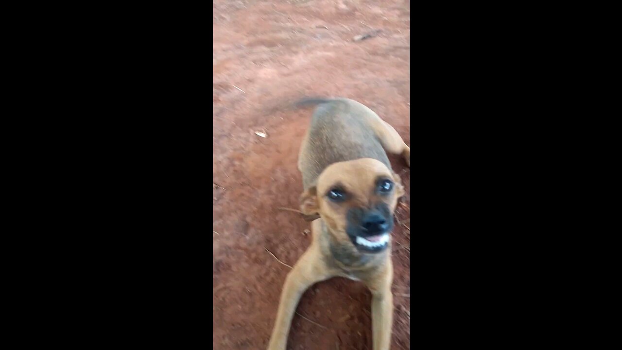 A felicidade quando houve uma música