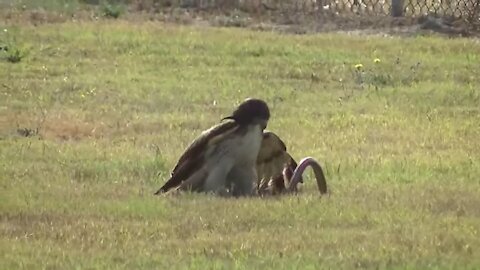 8 Most Dangerous Birds In The World -- Green