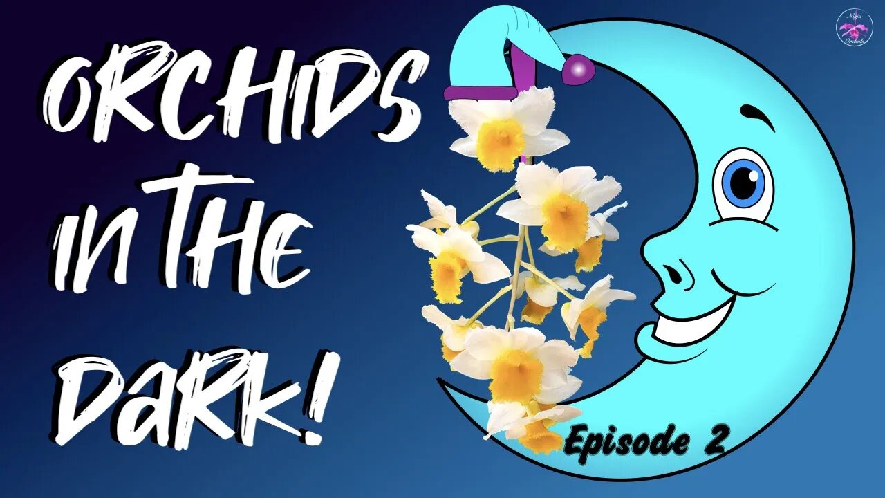 Orchid Blooms in the Dark | Midnight Orchid Snack | Catering to the Orchid Night Owls π¦πΈπ¦