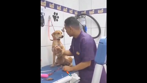 Dog requests the doctor