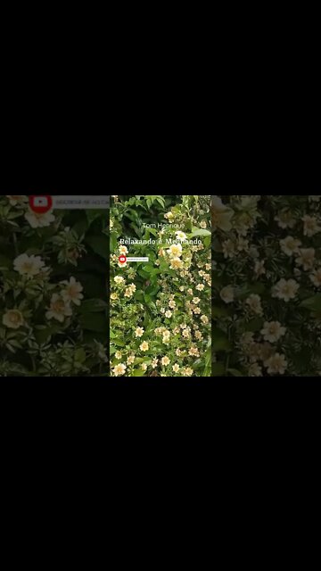 OS BENEFÍCIOS DO ORA-PRO-NÓBIS PARA SUA SAÚDE 🌼🍄