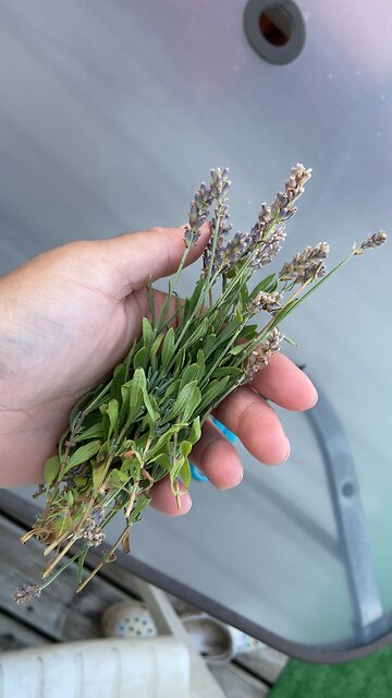Let’s make some lavendar lemonade! How to recipe video coming soon!