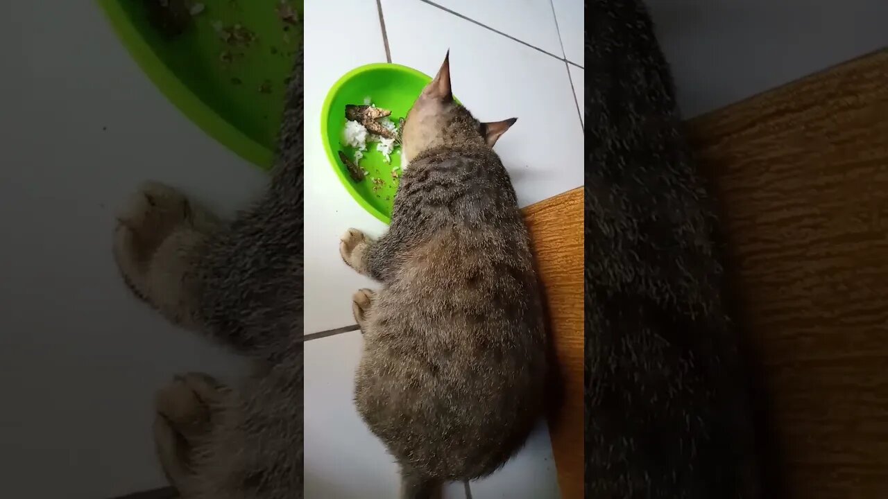 kucing makan sama ikan asin