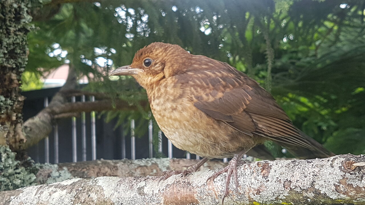 Tweetle The Baby Black Bird | Westhuizen Films | 01 01 2022