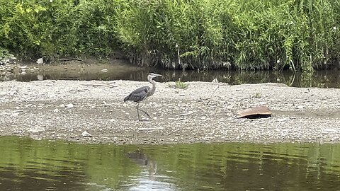 Strolling Great Blue Heron