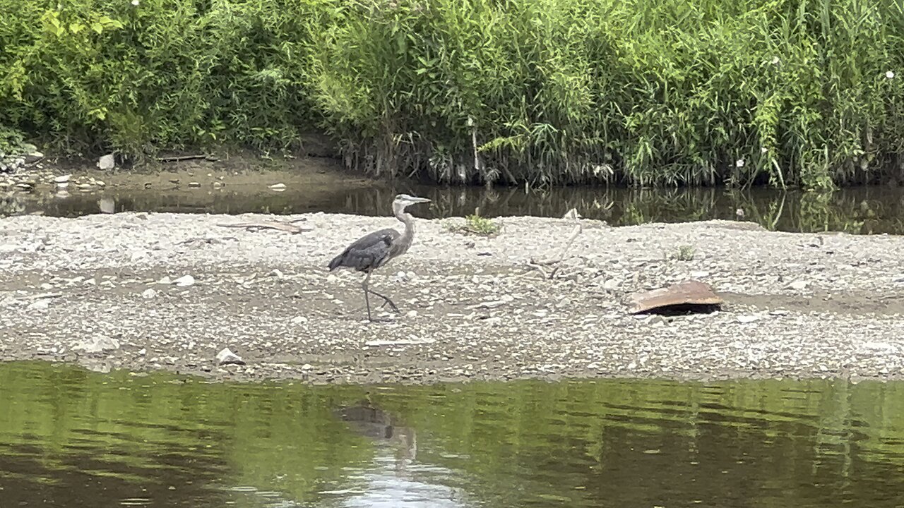 Strolling Great Blue Heron