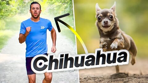 How dogs would run if they were people.. | PSN Experiment