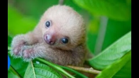 Sloths being funny and cute