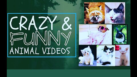 Funny Animal Video