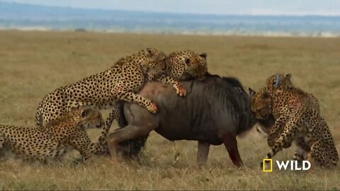 Cheetahs Takedown a Wildebeest | The Way of the Cheetah