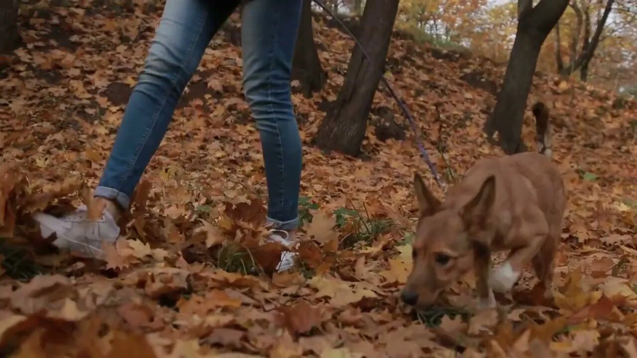 Young female and her pet take a walk in the forest