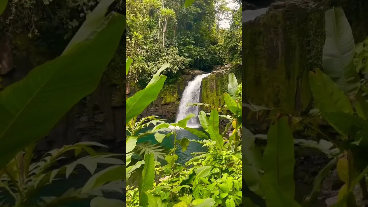 #amazing#waterfall#waterfallinforest#forest#nature#naturelovers#naturephotography#naturalsound