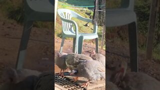 Guinea fowl keets visit my doorstep