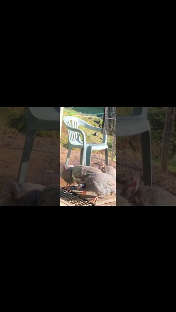 Guinea fowl keets visit my doorstep