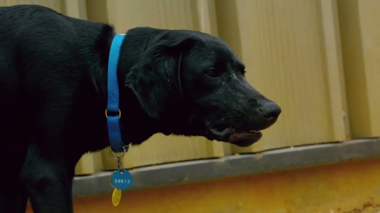 Slow Motion Black Lab Barking