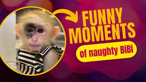 Funny moments of naughty BiBi and friends