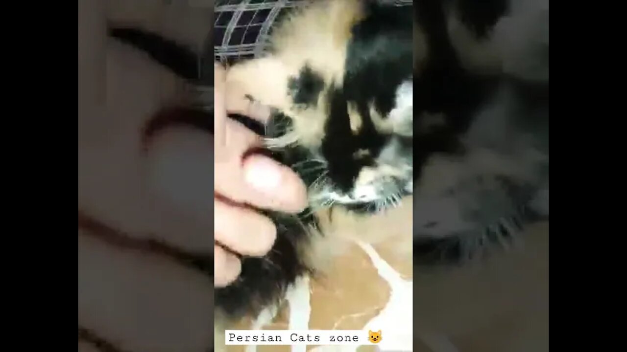 #cutecat #persiancats #kittens #youtubeshorts #cats #kittens #browncat #brown #shorts