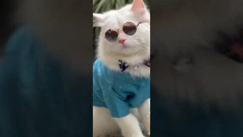 Cat in amazing outfit