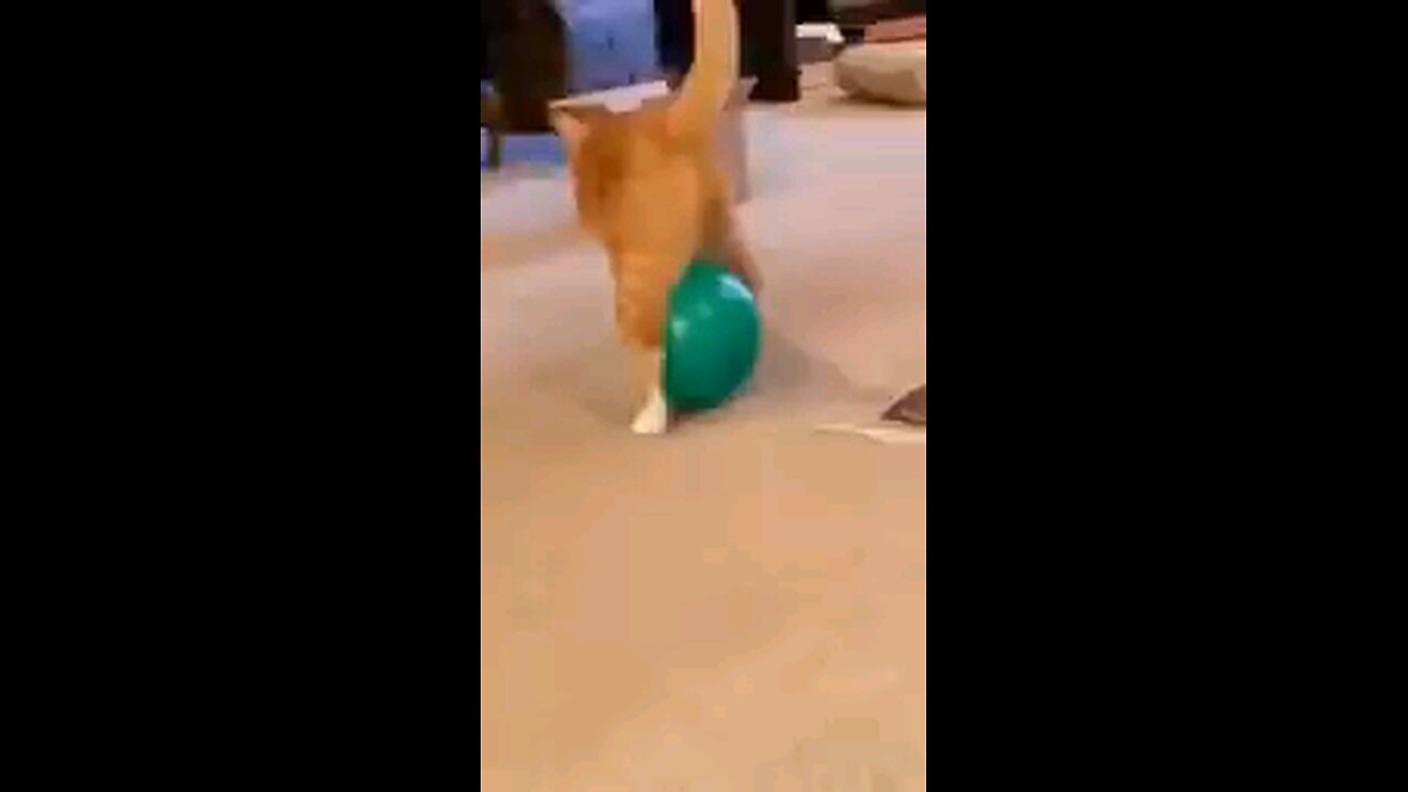 Funny And Cute Animal Videos 🤓