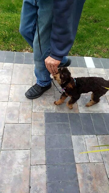 Clio was introduced to the Heel cue.