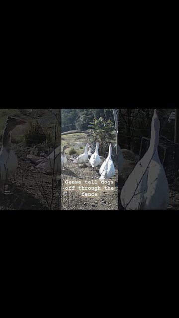 Upset Geese. Farm surveillance