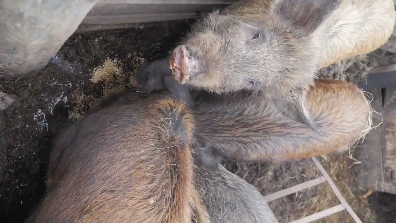 Wild boars on the animal farm. Large wild boar female7