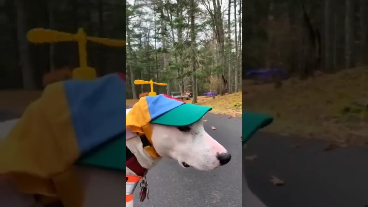 Try not to laugh🤣 Funny animal shorts😹