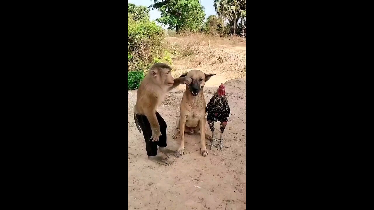 watch till the end 😂🐒