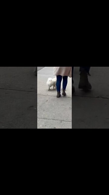 Cute dog out for a walk without a leash