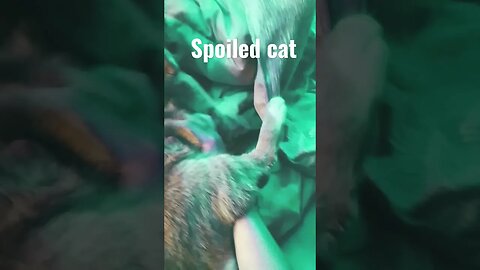 My Sleepy Kitty Likes To Hide Under Blankets! #kitty #cat #spoiledcat #sleepy #sleepingcat