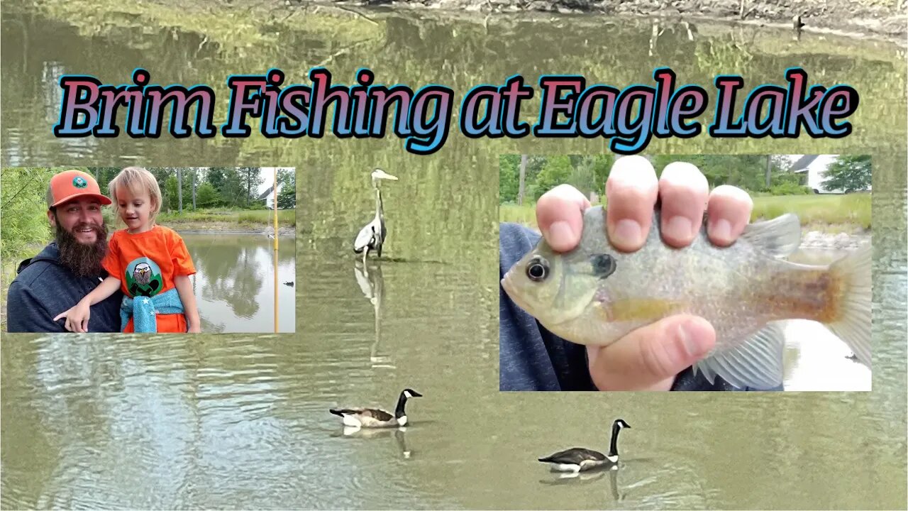 Live: Fishing for Brim (sunfish)