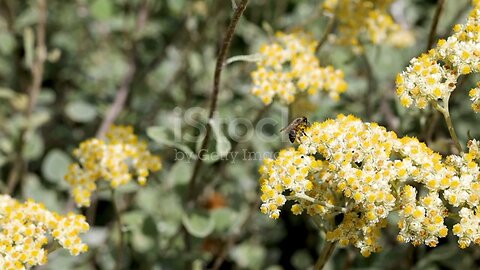 3D Short video honey bee 🐝