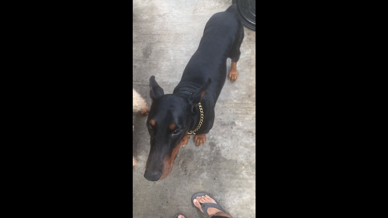 Who Let the Dogs Out?